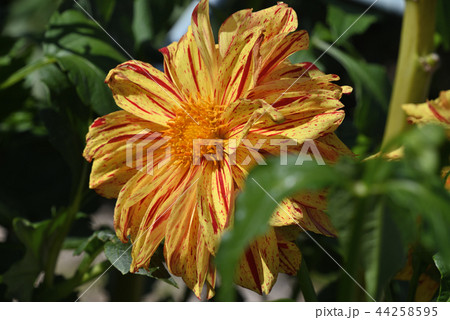 ダリア（緋雨） 44258595