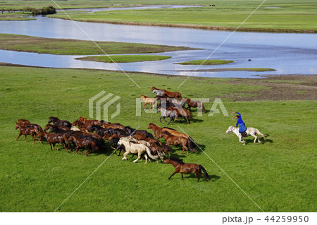 放牧馬を追い込む遊牧民 44259950