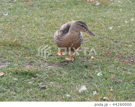 Hawrelak Parkの横をみている子どもの鳥 at カナダ、エドモントン 44260000