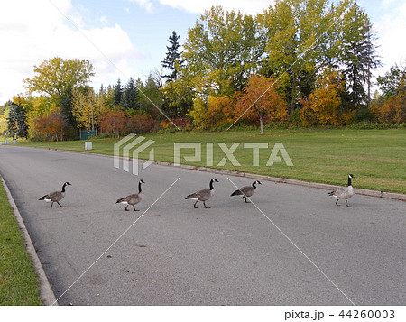 ビートルズのアビイ・ロードのように道路を渡る鳥たち、at Hawrelak公園カナダ、エドモントン 44260003