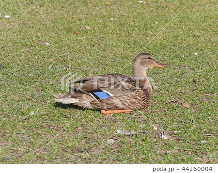 ひなたで休んでいる水鳥の子ども at Hawrelak Park, カナダ、エドモントン ひなたで休んでいる水鳥の子ども at Hawrelak Park, カナダ、エドモントン 44260004