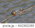 カワセミ 44260280