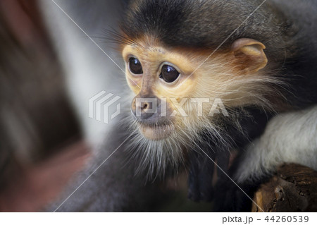 Red-shanked Douc in zoo Red-shanked Douc in zoo 44260539