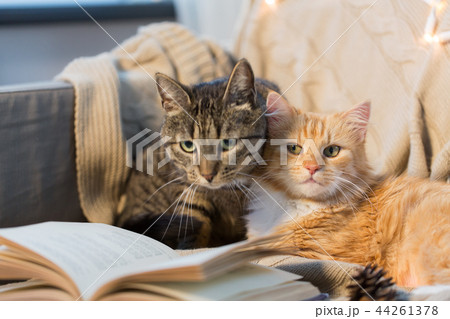 two cats lying on sofa with book at home two cats lying on sofa with book at home 44261378