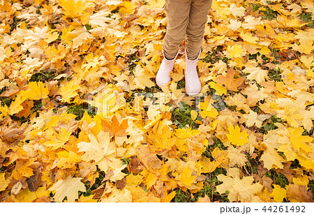 kid legs in rubber boots on maple leaves in autumn 44261492