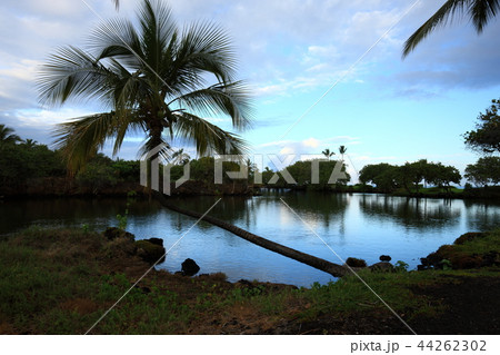 ハワイ島より 44262302