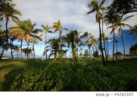 ハワイ島より 44262307