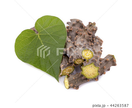 Tinospora cordifolia herb isolated on white Tinospora cordifolia herb isolated on white 44263587