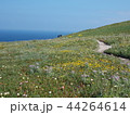 ユーラシア大陸最西端ロカ岬のお花畑 44264614