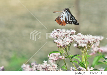 水尾のアサギマダラ 水尾のアサギマダラ 44264910