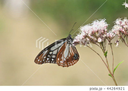 水尾のアサギマダラ 水尾のアサギマダラ 44264921