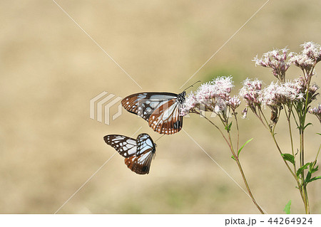 水尾のアサギマダラ 44264924