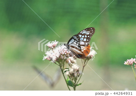 水尾のアサギマダラ 水尾のアサギマダラ 44264931