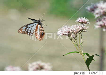 水尾のアサギマダラ 44264935