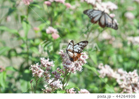 水尾のアサギマダラ 水尾のアサギマダラ 44264936
