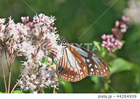 水尾のアサギマダラ 44264939