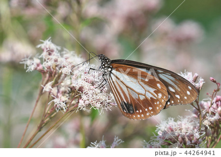 水尾のアサギマダラ 44264941