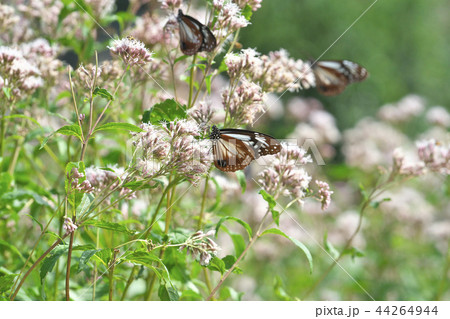 水尾のアサギマダラ 水尾のアサギマダラ 44264944