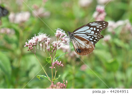 水尾のアサギマダラ 水尾のアサギマダラ 44264951