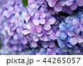 あじさい 44265057