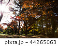 秋の林 44265063
