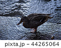 鴨の水浴び 44265064