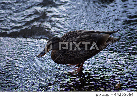 鴨の水浴び 44265064