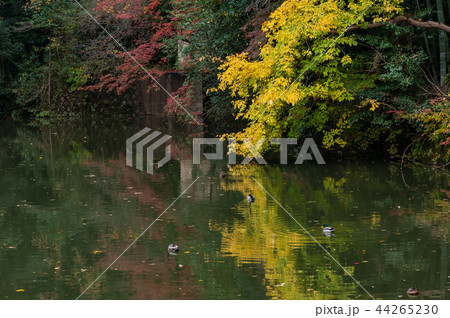 京都の秋、稲荷山の新池（谺ヶ池） 44265230
