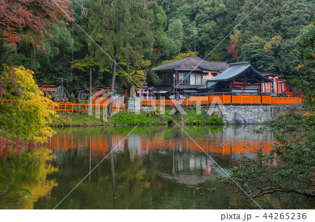 京都の秋、稲荷山の新池（谺ヶ池） 44265236