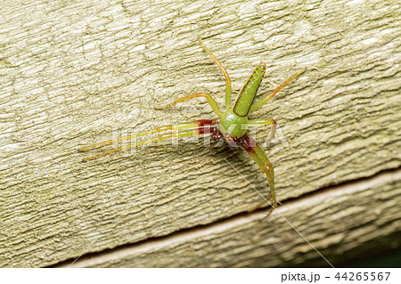 ワカバグモ 44265567