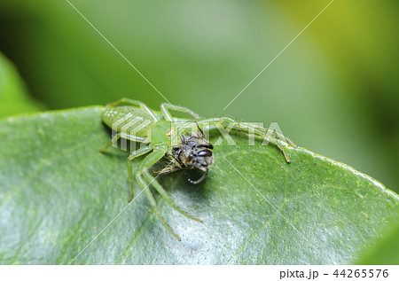 ワカバグモ ワカバグモ 44265576