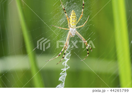 ナガコガネグモ 44265799