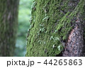 苔 苔 44265863