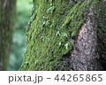 苔 苔 44265865