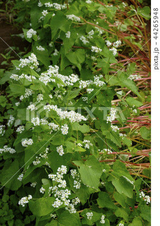 蕎麦の花 44265948