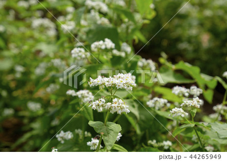 蕎麦の花 蕎麦の花 44265949