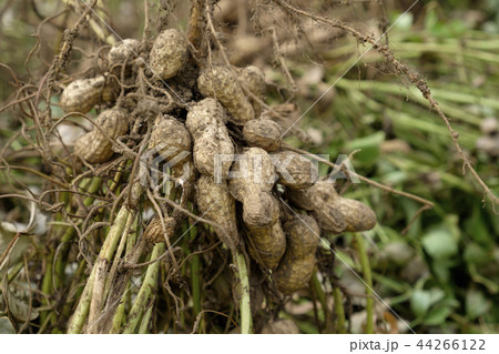 収穫したての落花生　 44266122