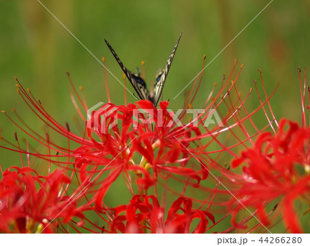 曼殊沙華と蝶 曼殊沙華と蝶 44266280