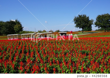 日本最大級のフラワーパーク「とっとり花回廊」:サルビア満開の花の丘 日本最大級のフラワーパーク「とっとり花回廊」:サルビア満開の花の丘 44266568