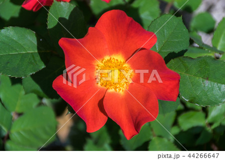 真っ赤な一重咲きのバラの花の写真素材