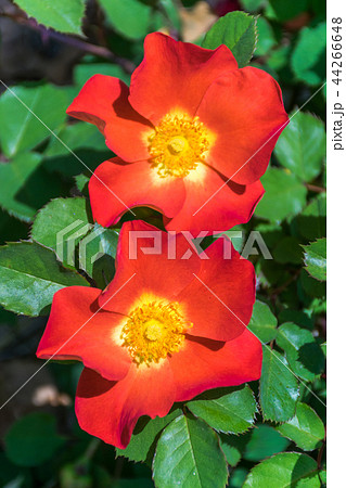 真っ赤な一重咲きのバラの花の写真素材