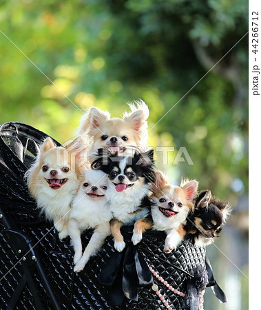 チワワ チワワ 44266712