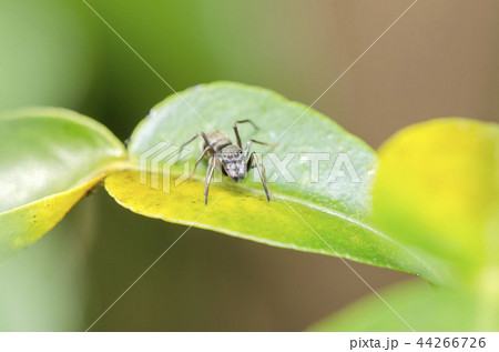 アリグモ 44266726