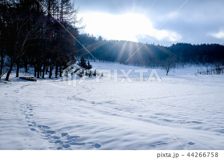 雪原 雪原 44266758