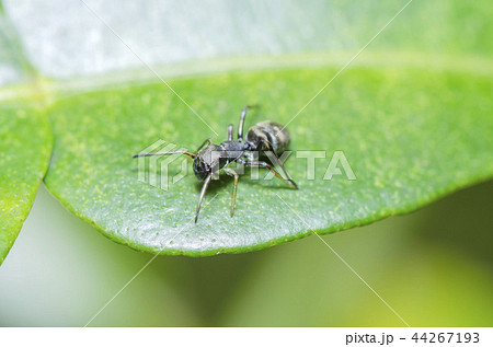 アリグモ アリグモ 44267193