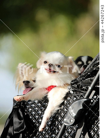 チワワ 44267243