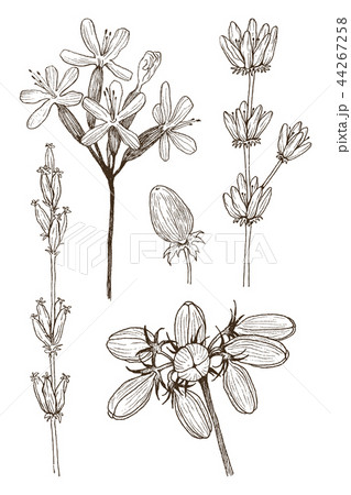 Set of herbal and wild plants, berry and branches. Vintage botanical engraved illustration. Vector 44267258