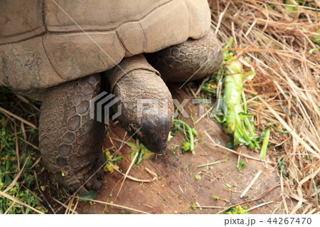 アルダブラゾウガメ 44267470