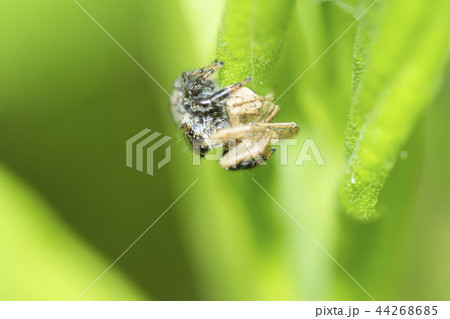 マメジロハエトリ 44268685