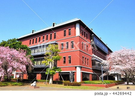 藤沢市　日本大学生物資源科学部図書館と満開桜と青空 44269442